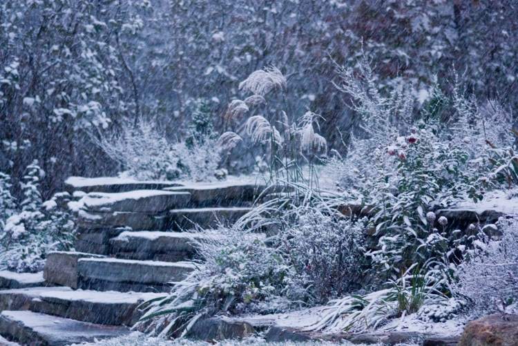 Jardim em janeiro o que-fazer-neve-frio-dias de inverno