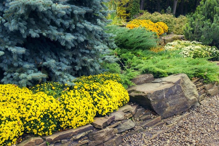 Cobertura do solo para o jardim da frente perene e resistente