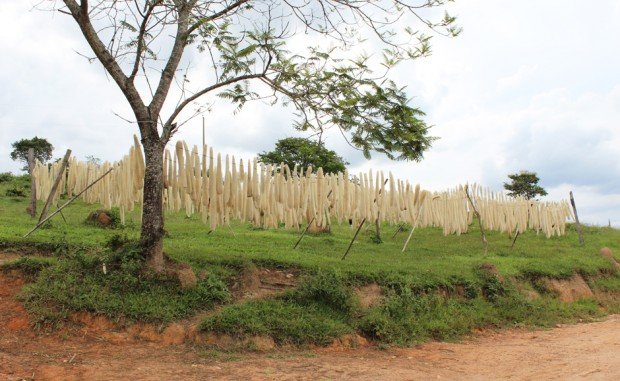 bucha esponja fazendo campo de pepino brasil