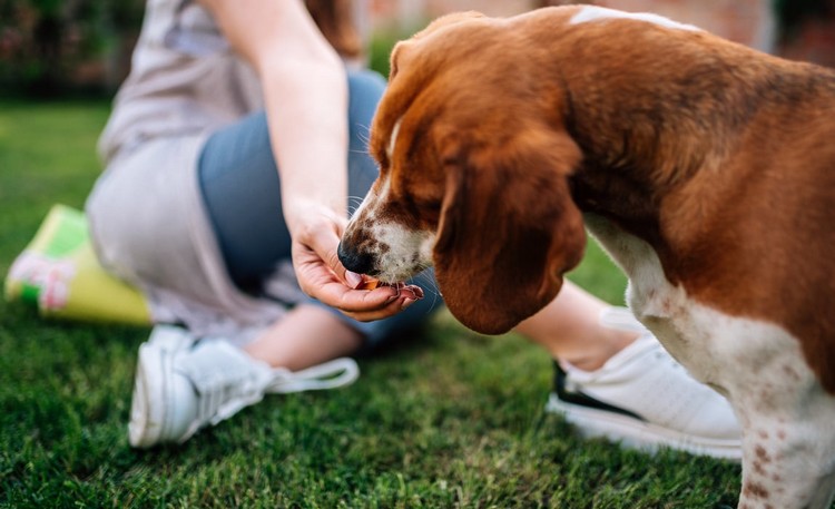 A dieta ceto é adequada para cães que fazem dieta para epilepsia em cães
