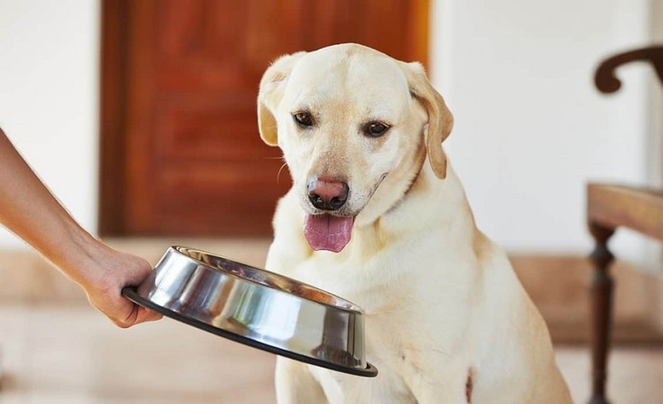 A dieta cetônica para cães é perigosa para tratar a epilepsia em cães