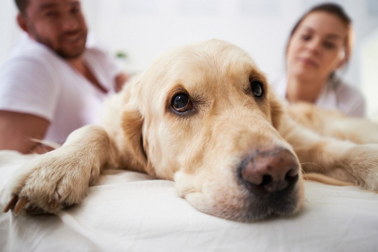 A dieta ceto é adequada para cães