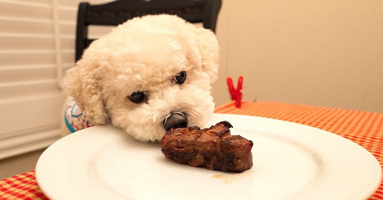 Dieta ceto para cães com câncer - faça você mesmo comida de cachorro com baixo teor de carboidratos