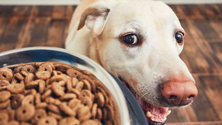 Epilepização em cães Quais são os benefícios da dieta ceto de nutrição para cães