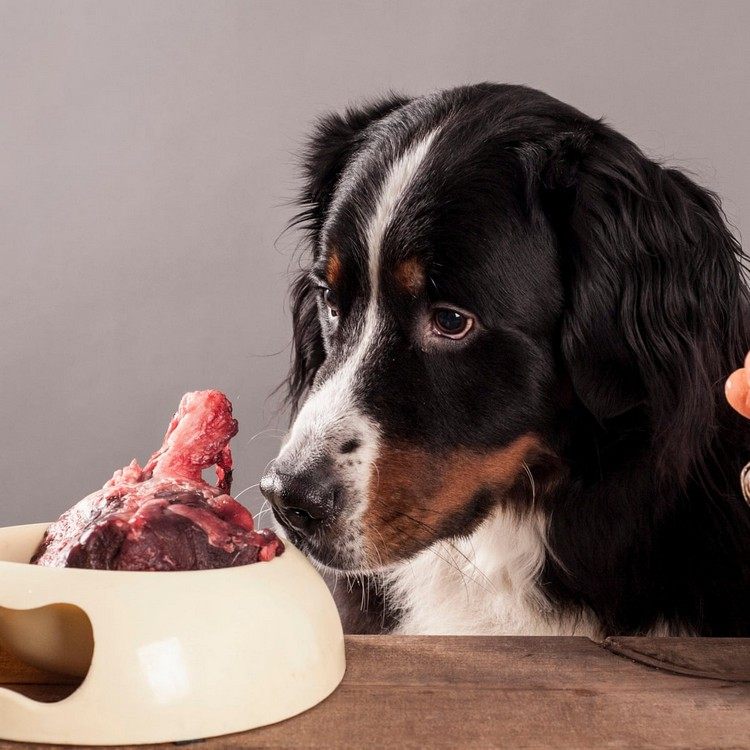 Dieta de cães com baixo teor de carboidratos para epilepsia Dieta de ceto para cães Benefícios