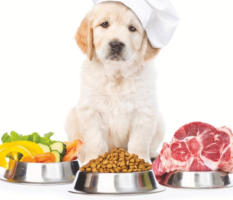 Benefícios da nutrição de cães com baixo teor de carboidratos, a dieta cetônica é adequada para cães