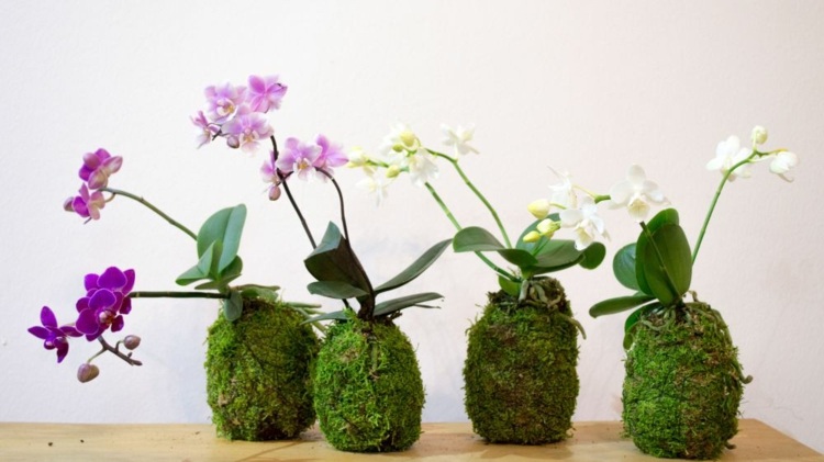 decoração japonesa orquídeas-consertar-ideias-plantador-musgo-prático
