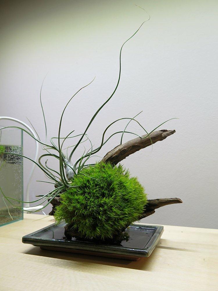 idéias-arranjo-ikebana-ramos de decoração japonesa