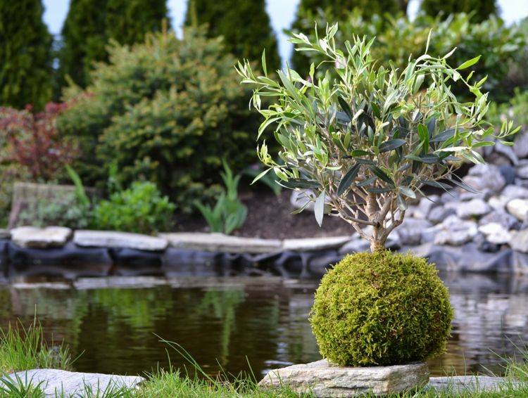 decoração japonesa oliveira-bonsai-bola-faça-você-mesmo-kokedama