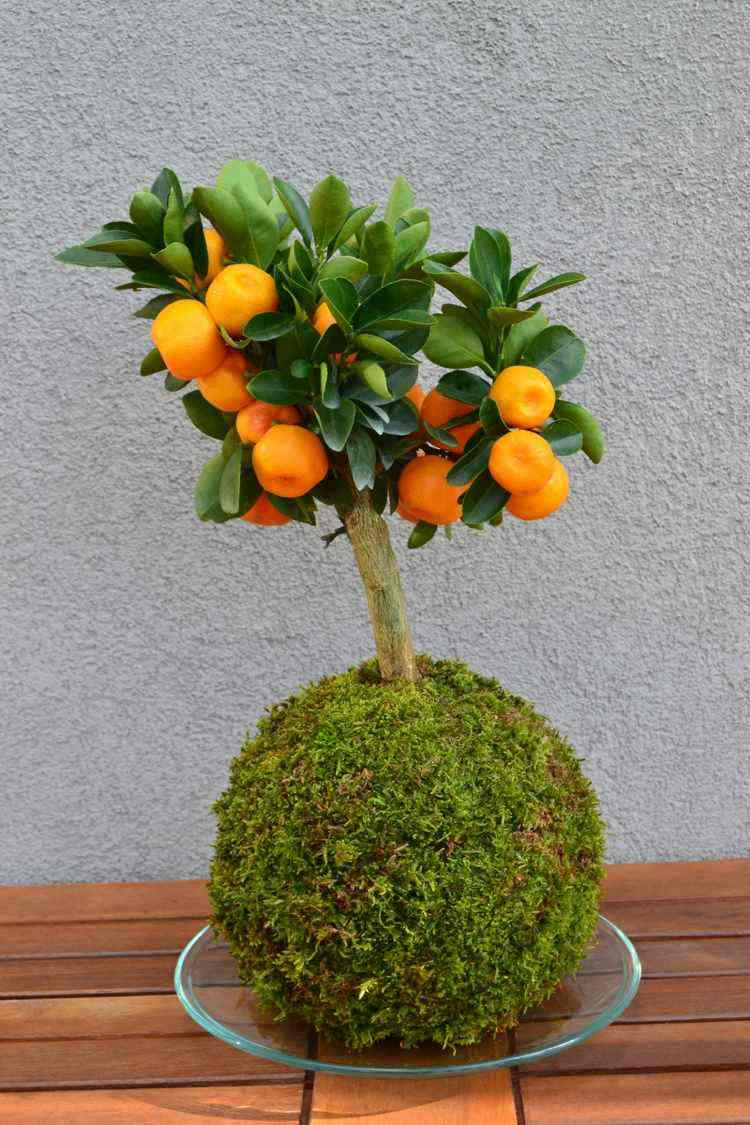 decoração japonesa kokedama-citrus-tangerina-plants