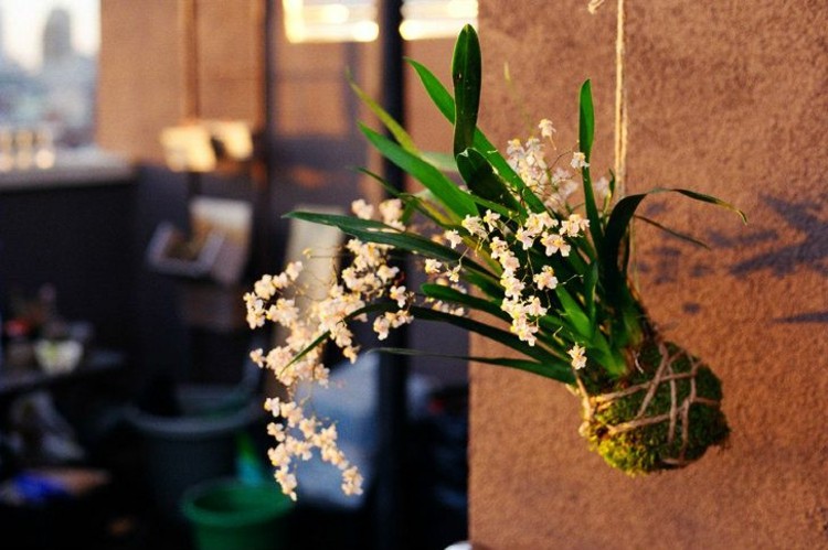 japonesa-decoração-flores-parede-decoração-inspiração-flores-brancas