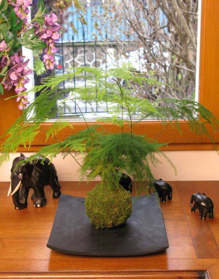 Japanese-decoration-asparagus-moss-ball-flowerpot