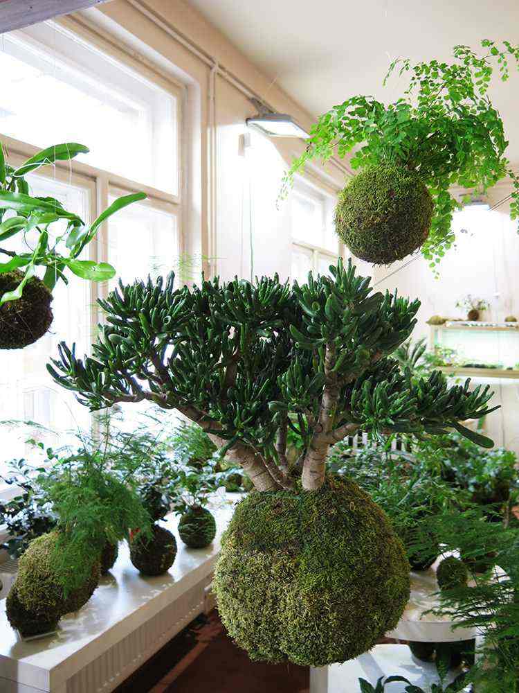 japonesa-decoração-bonsai-plantas-planta de casa-inspiração-diy