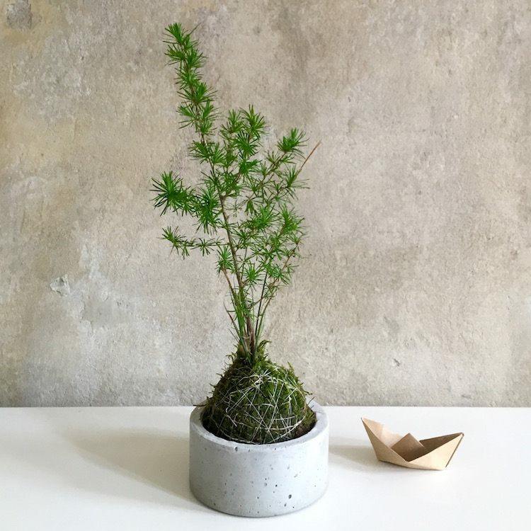 japanese-deco-concrete-pot-moss-zen-decorate