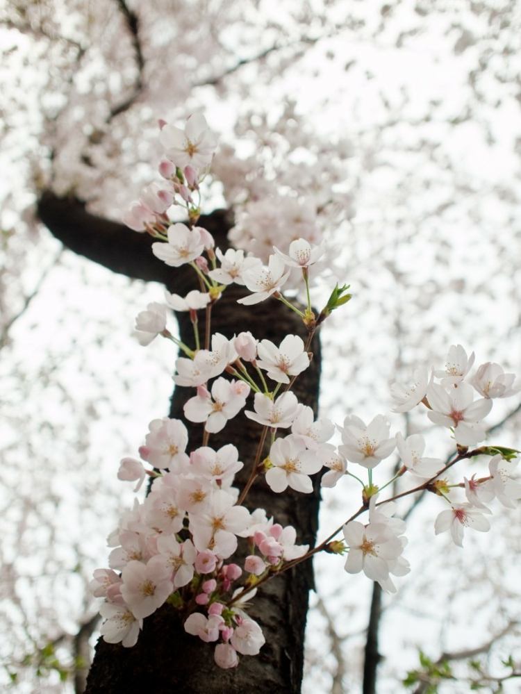 Japanese-garden-design-ideas-sakura-cereja-rosa-claro-concurso