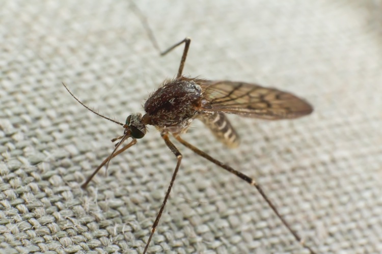 Trate picadas de mosquito com óleos essenciais como remédios caseiros em crianças e adultos