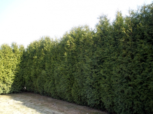 Høje nåletræer Thuja western
