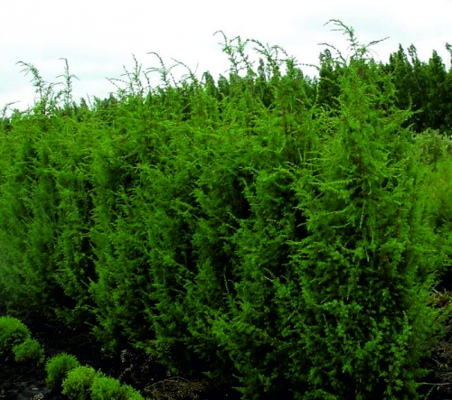 Høje nåletræer Virginia Juniper