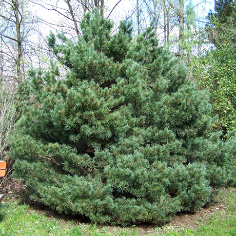 Høje nåletræer Scotch pine 