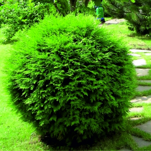 Mellemstore nåletræer Thuja western