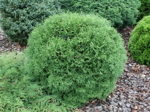 Lavtvoksende og krybende nåletræer - Thuja vestlige 