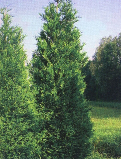 Hurtigt voksende nåletræer til hække - Thuja foldet kæmpe