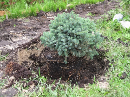 Plantning af nåletræsplanter i åbent terræn