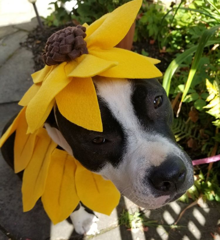 Instruções para um girassol simples de feltro amarelo