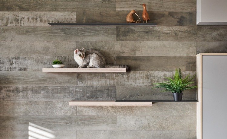 passarela gatos escalando prateleiras de parede sala de estar de madeira