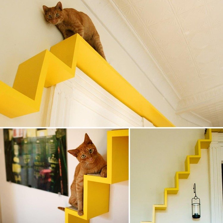 gatos subindo escadas com ideias de parede sobre a porta