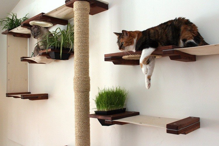 Gatos escalando paisagens arranhando lugares de descanso