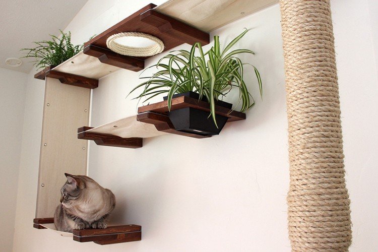 Gatos escalando espaço na passarela de parede para plantas de casa e poste para arranhar