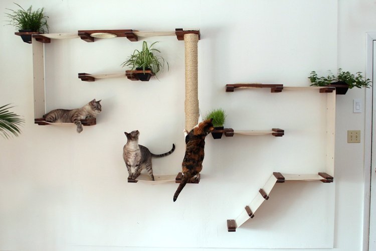 Gatos escalando paisagem com plantas de interior integradas
