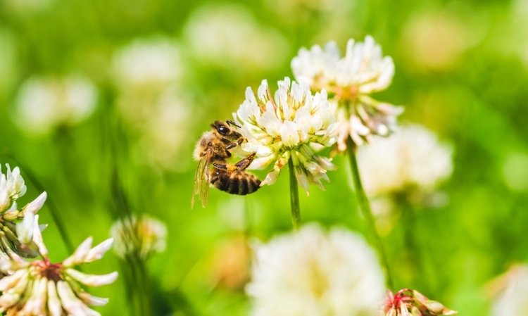 Coloque gramados de trevo para fornecer comida para as abelhas