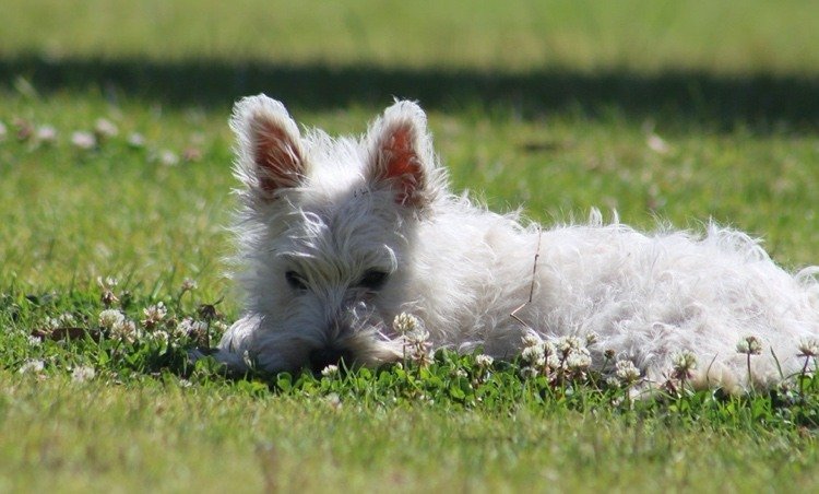 O trevo branco tolera a urina do cão - é assim que você pode prevenir manchas amarelas