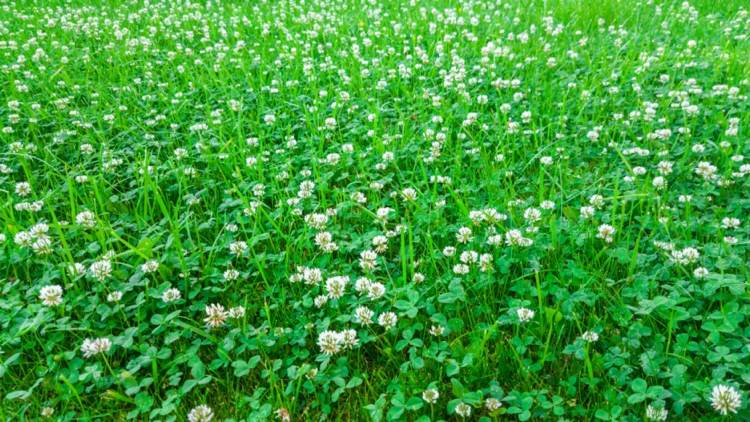 O trevo não prejudica o gramado, mas fornece oligoelementos valiosos