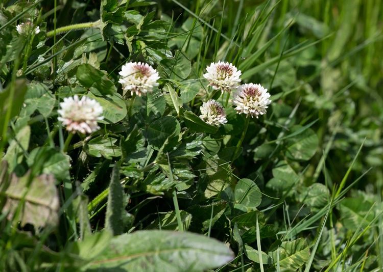 Trevo branco - Trifolium repens