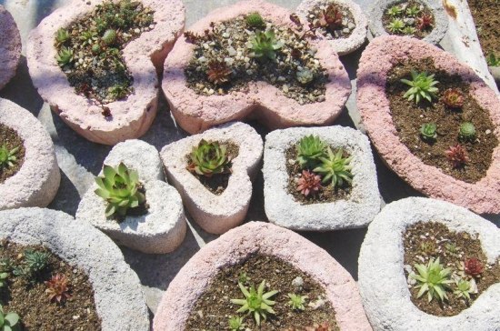 Ideias para cultivo de cactos em mini jardim