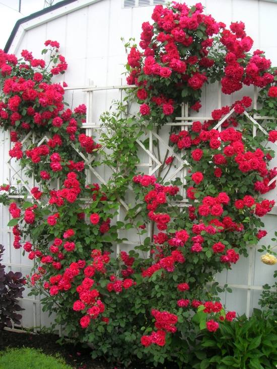 Climbing Roses Wood Climbing Aid-Small Vertical Garden