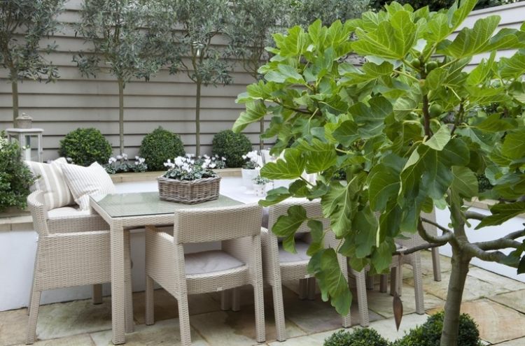 pequeno jardim projeto gasto-área de jantar-móveis de vime-figueira-oliveira