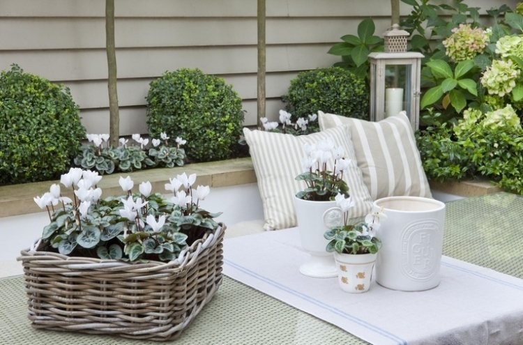 pequeno-jardim-design-gasto-decoração-vime-branco-ciclâmen