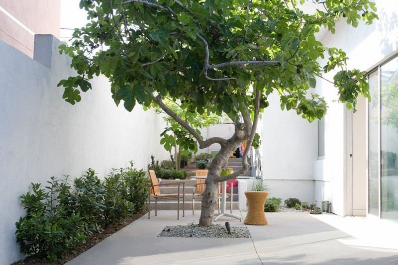 Pequeno jardim-moderno-árvore-cadeiras-parede de concreto