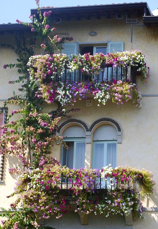 Plantas de varanda decoram grades brancas roxas