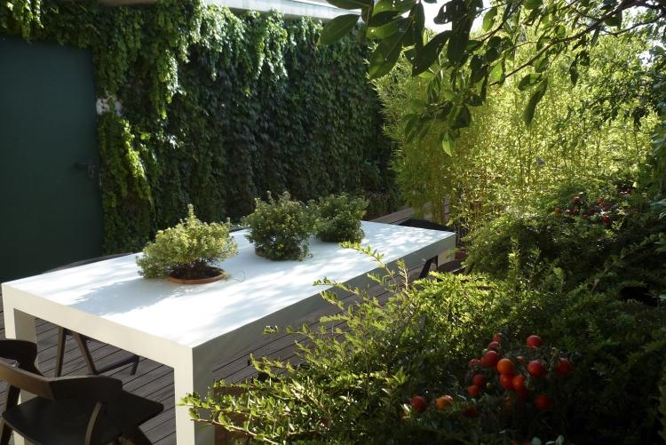 Plantas trepadeiras-varanda-terraço-hera-privacidade-planta de proteção de mesa-cadeiras
