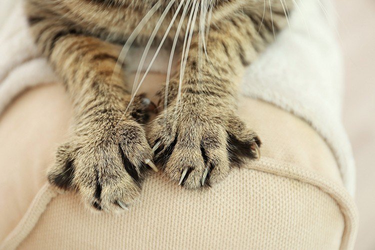 gato patas de gato com garras móveis de perigo