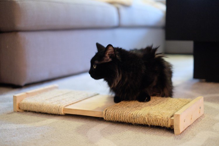gato preto arranhando tabuleiro faça você mesmo