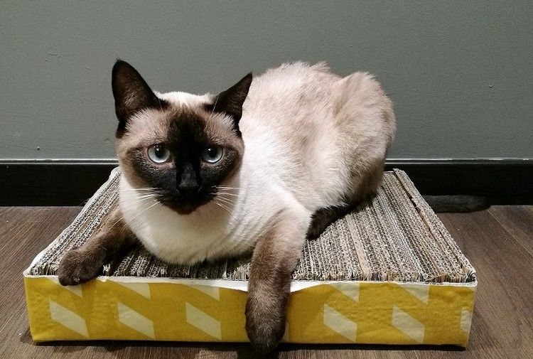 fácil arranhar móveis gato para construir você mesmo papelão papelão ondulado