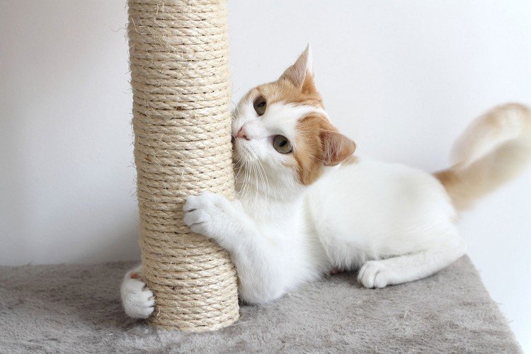 por que arranhar móveis é importante para gatos