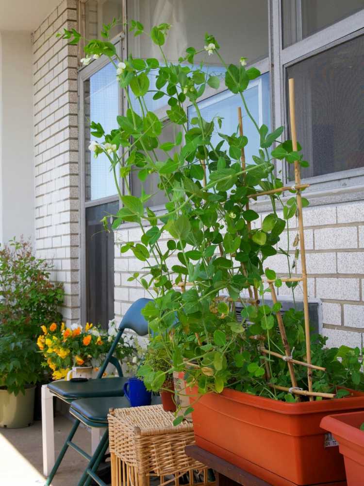 criar horta-varanda-plantas-treliça