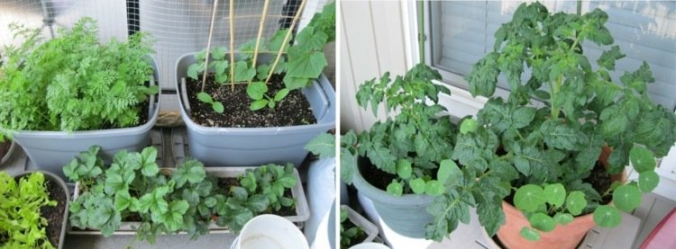 Tomate-abobrinha-cenoura-varanda-ideia de jardinagem vegetal